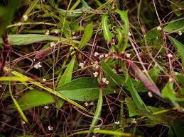 Attēlu rezultāti vaicājumam “Cuscuta epithymum subsp. trifolii flower”