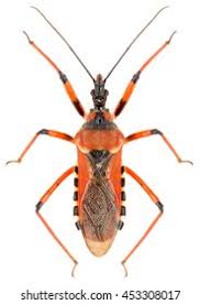 Attēlu rezultāti vaicājumam “Rhynocoris annulatus”