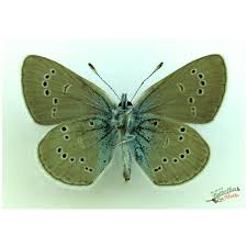 Attēlu rezultāti vaicājumam “Cyaniris semiargus underside”