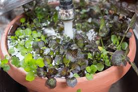 Image result for Brunnenkresse