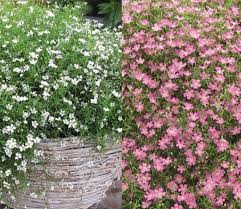 Attēlu rezultāti vaicājumam “Gypsophila muralis”