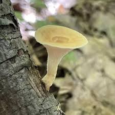 Attēlu rezultāti vaicājumam “Polyporus”