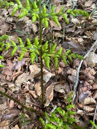 Attēlu rezultāti vaicājumam “Dryopteris dilatata”