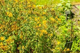 Attēlu rezultāti vaicājumam “Hypericum maculatum flower”
