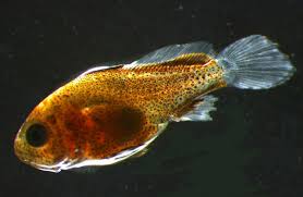 Image result for Umbrina cirrosa