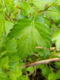 Attēlu rezultāti vaicājumam “Ribes alpinum leaf”