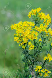 Attēlu rezultāti vaicājumam “Jacobaea vulgaris”