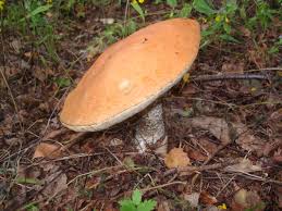 Attēlu rezultāti vaicājumam “Leccinum versipelle”