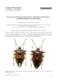 Attēlu rezultāti vaicājumam “Elasmucha ferrugata”