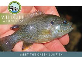 Image result for Lepomis cyanellus