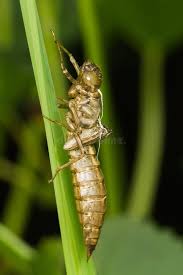 Attēlu rezultāti vaicājumam “exuvia”