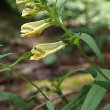 Attēlu rezultāti vaicājumam “Melampyrum pratense leaf”