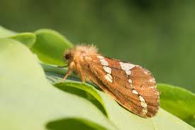 Attēlu rezultāti vaicājumam “Phymatopus hecta”