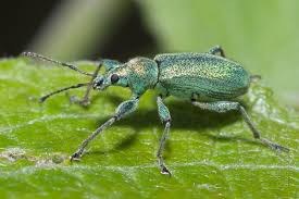 Attēlu rezultāti vaicājumam “Phyllobius”