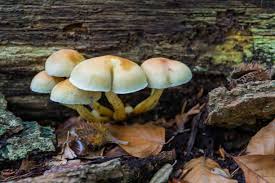 Attēlu rezultāti vaicājumam “Hypholoma sp.”