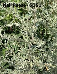 Attēlu rezultāti vaicājumam “Artemisia absinthium leaf”