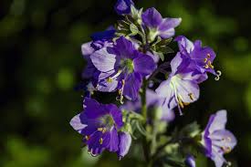 Attēlu rezultāti vaicājumam “Polemonium caeruleum fruit”