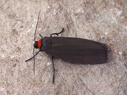 Attēlu rezultāti vaicājumam “Atolmis rubricollis”