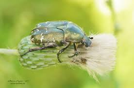 Attēlu rezultāti vaicājumam “Potosia cuprea”