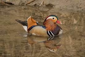 Attēlu rezultāti vaicājumam “Aix galericulata male”