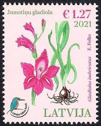 Attēlu rezultāti vaicājumam “Gladiolus imbricatus flower”