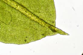 Attēlu rezultāti vaicājumam “Syntrichia virescens”