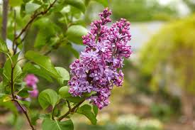 Attēlu rezultāti vaicājumam “Syringa vulgaris flower”