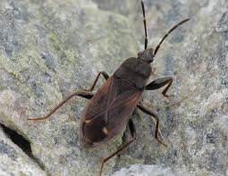 Attēlu rezultāti vaicājumam “Eremocoris plebejus”