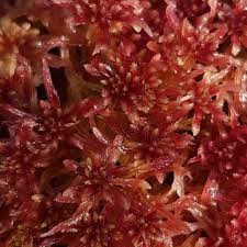 Attēlu rezultāti vaicājumam “Sphagnum rubellum”