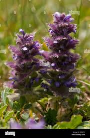 Attēlu rezultāti vaicājumam “Ajuga pyramidalis leaf”