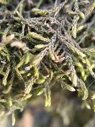 Attēlu rezultāti vaicājumam “Leskea polycarpa”