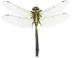 Attēlu rezultāti vaicājumam “Gomphidae”