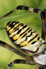 Attēlu rezultāti vaicājumam “Argiope bruennichi”