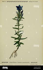 Attēlu rezultāti vaicājumam “Gentiana pneumonanthe leaf”