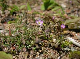 Attēlu rezultāti vaicājumam “Spergularia rubra”