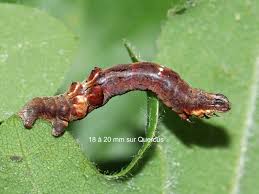 Attēlu rezultāti vaicājumam “Selenia dentaria imago”