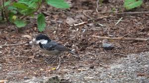 Attēlu rezultāti vaicājumam “Periparus ater adult”