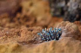 Attēlu rezultāti vaicājumam “Physarum auriscalpium spores”