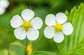 Attēlu rezultāti vaicājumam “Fragaria vesca flower”