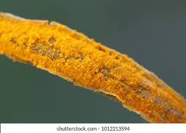 Attēlu rezultāti vaicājumam “Triphragmium ulmariae”