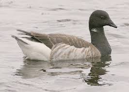 Attēlu rezultāti vaicājumam “Branta bernicla adult”