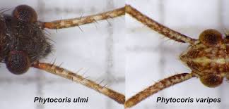 Attēlu rezultāti vaicājumam “Phytocoris varipes”