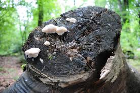 Attēlu rezultāti vaicājumam “Postia leucomallella”