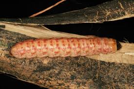 Attēlu rezultāti vaicājumam “Cossidae”