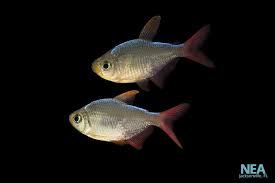 Attēlu rezultāti vaicājumam “Bilimbia tetramera”