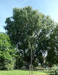 Attēlu rezultāti vaicājumam “Populus x canadensis”