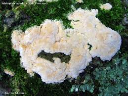 Attēlu rezultāti vaicājumam “Schizopora paradoxa”