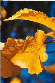 Attēlu rezultāti vaicājumam “Morus alba leaf”