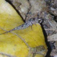 Attēlu rezultāti vaicājumam “Machilidae”