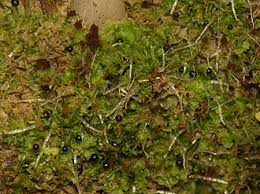 Attēlu rezultāti vaicājumam “Fossombronia wondraczekii sporophyte”